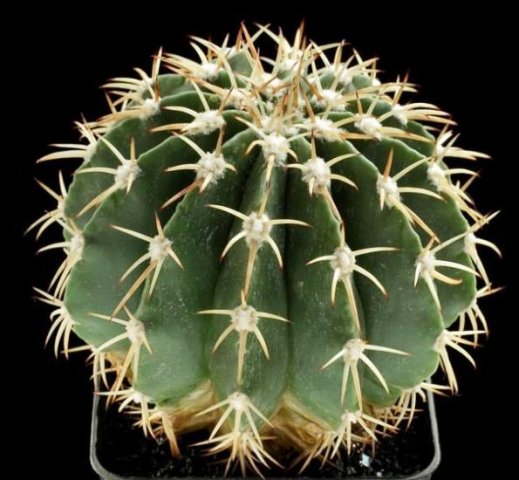 Melocactus_amoenus